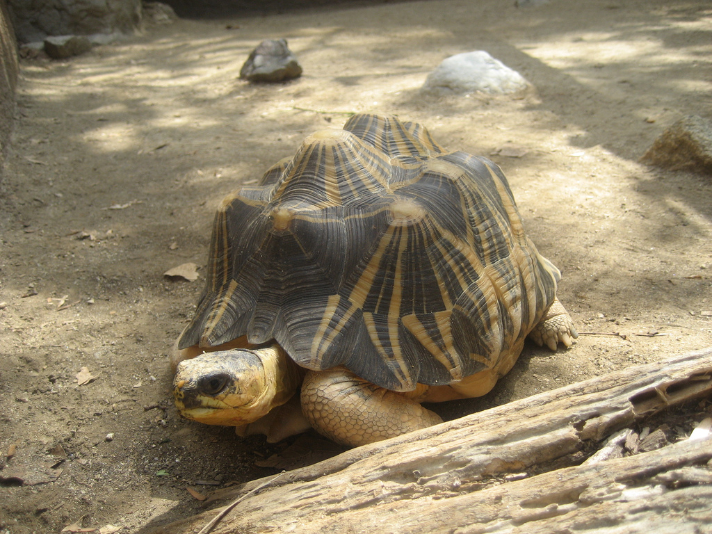Définition Tortue étoilée de Madagascar Tortue rayonnée — free download